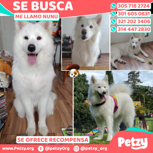 Foto de mascota Nunu