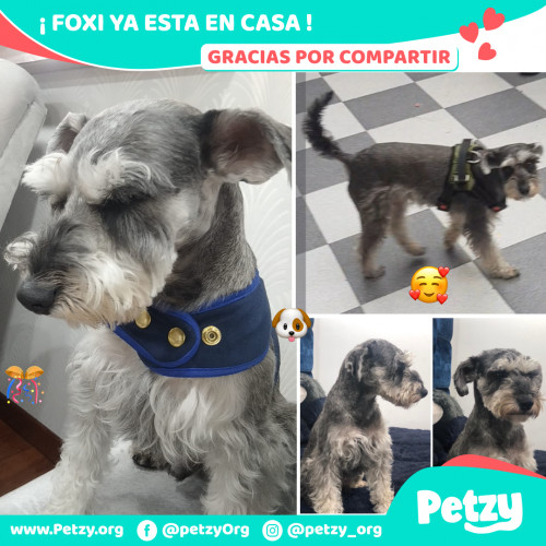 Foto de mascota Foxi