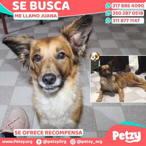 Foto de mascota Juana