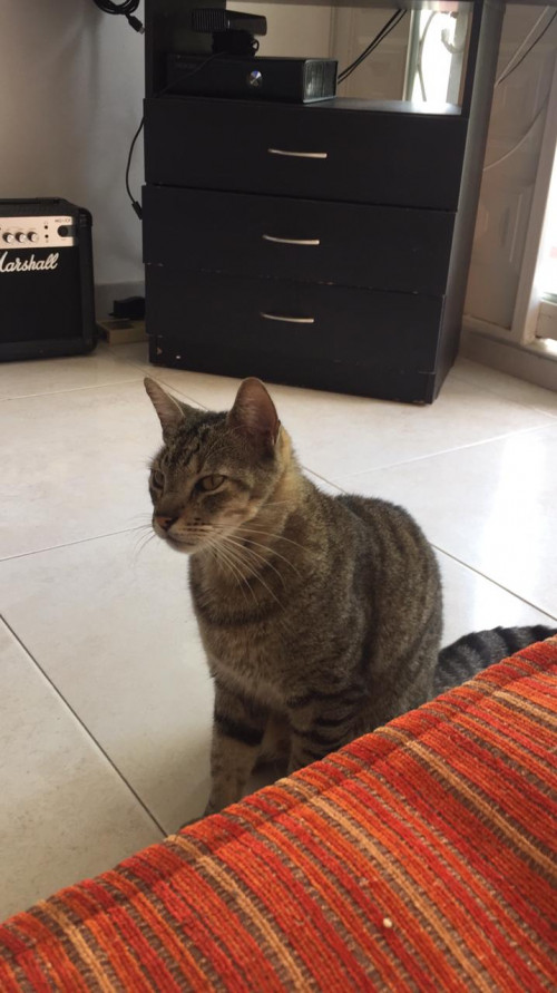 Michi 