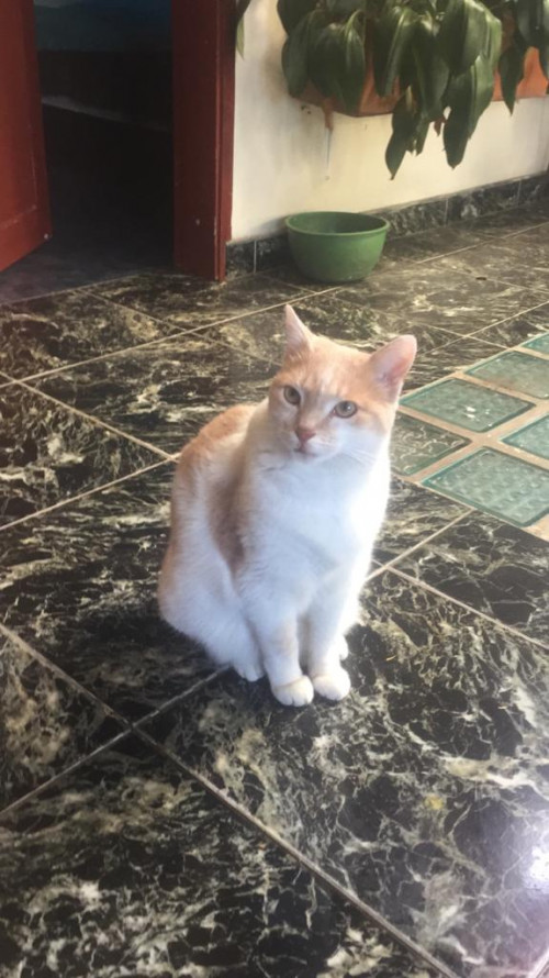 Coco