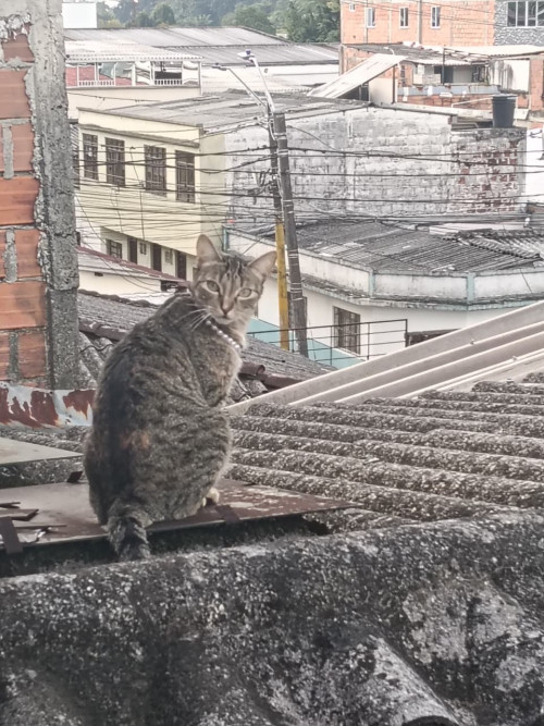 Mimi