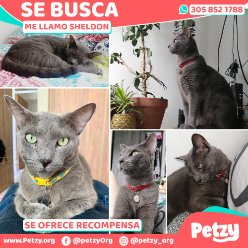 Foto de mascota Sheldon