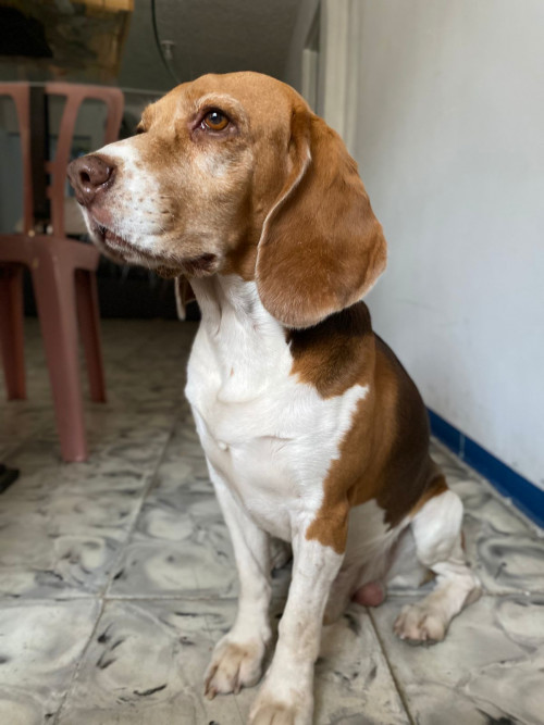 Manolo