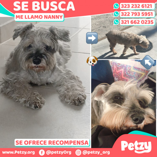 Foto de mascota Nanny