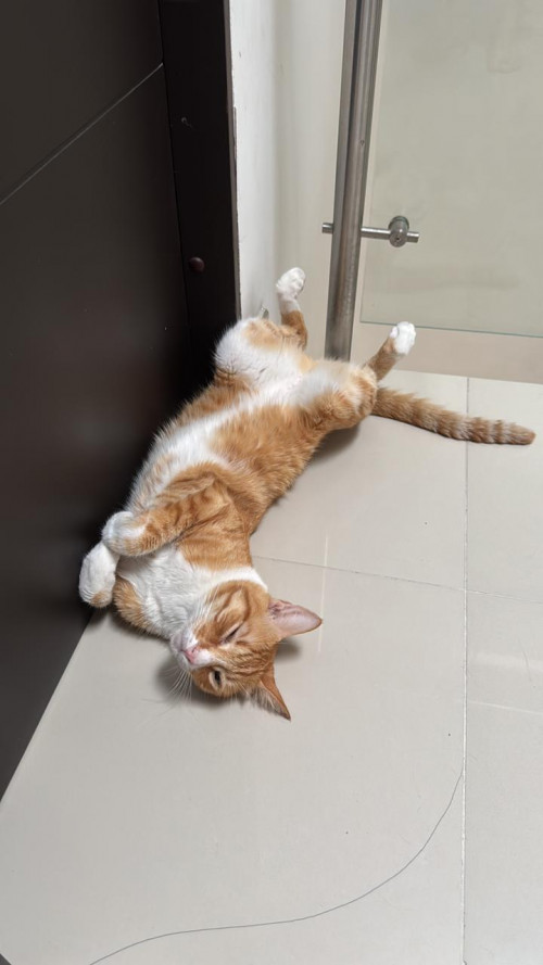 Simba