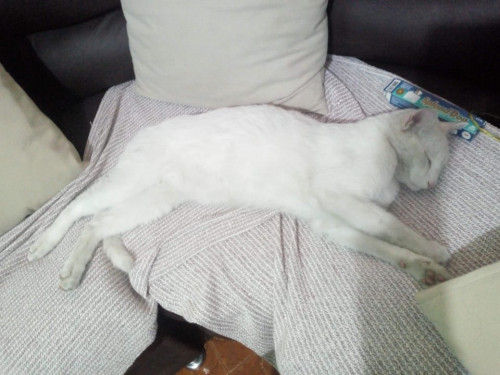 Copito