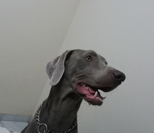 Sam
