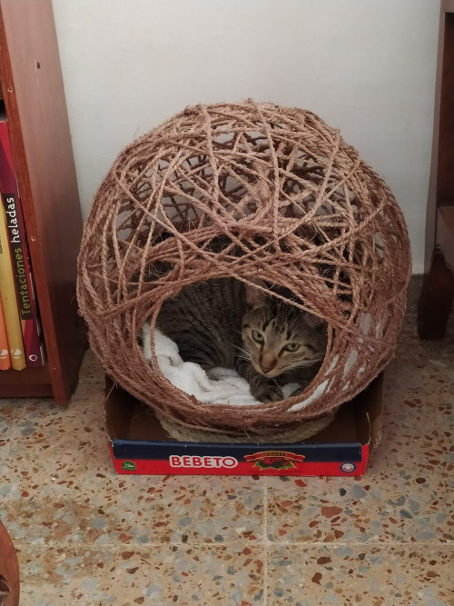Leia