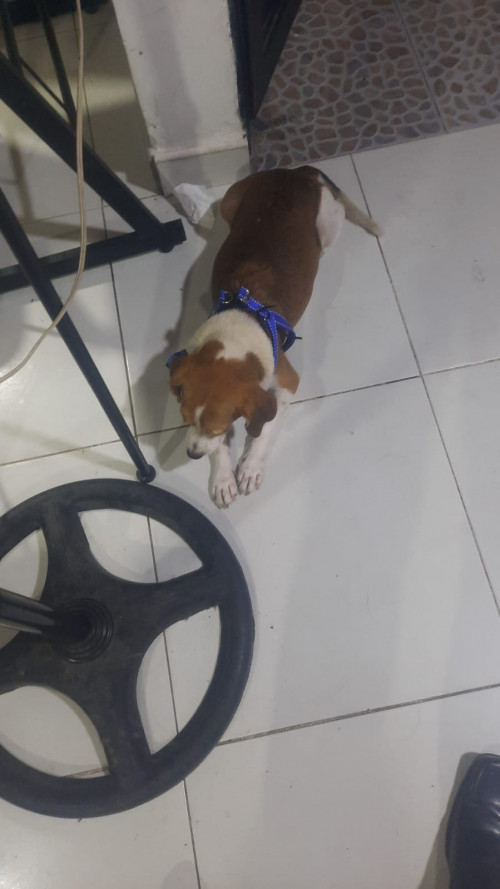 Igor