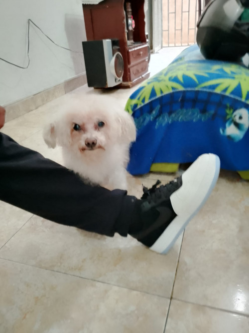 Peluche