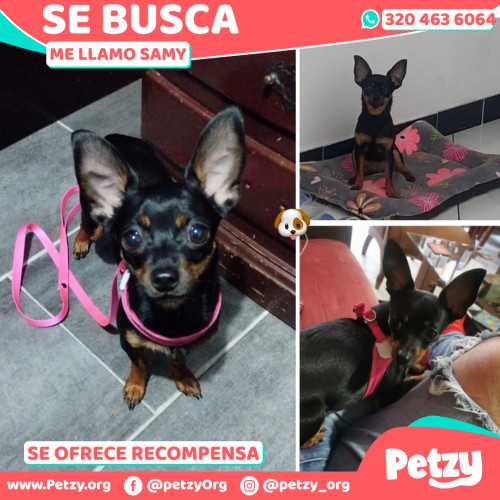 Foto de mascota Samy