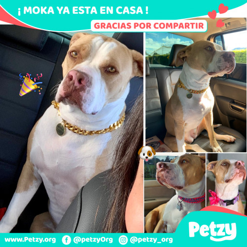 Foto de mascota Moka