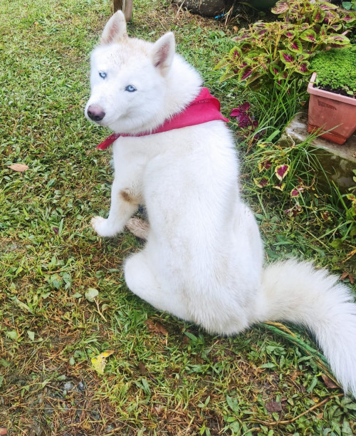 Maya