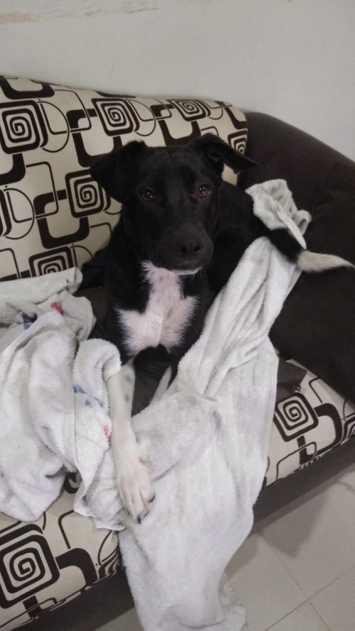 Oreo