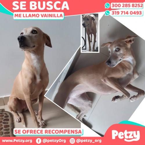 Foto de mascota Vainilla