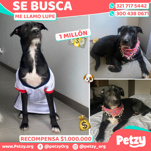 Foto de mascota Lupe