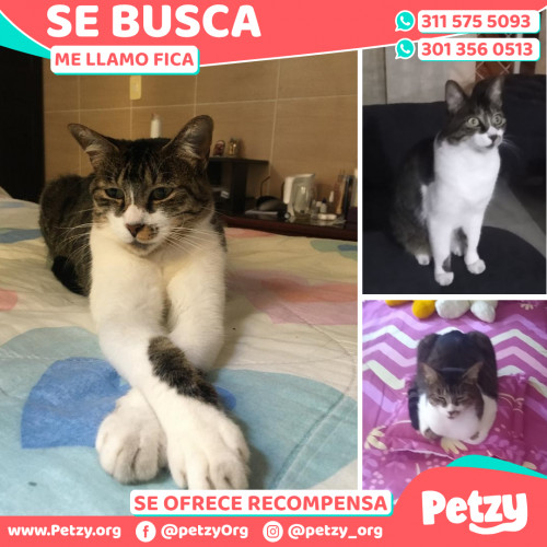 Foto de mascota Fica