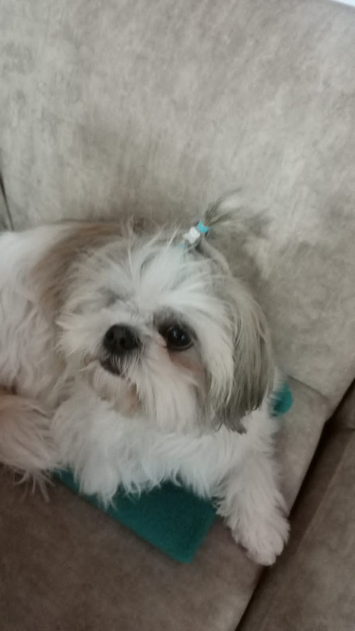 Sachi