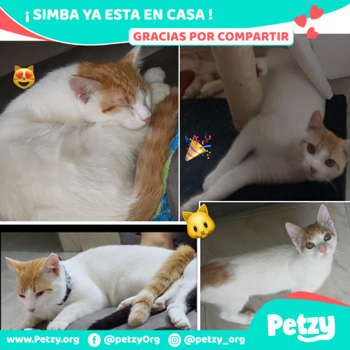 Foto de mascota Simba