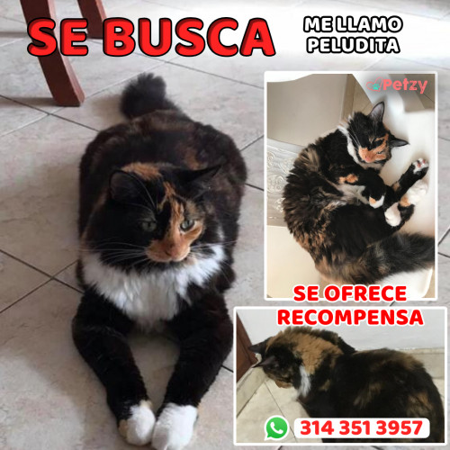Foto de mascota Peludita