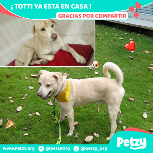 Foto de mascota Totti