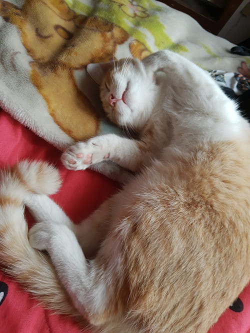 Abi