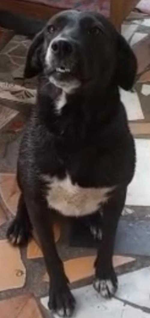 Negra