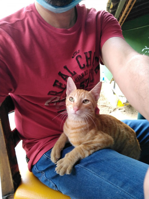 Tigre