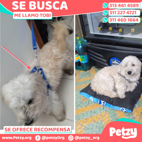 Foto de mascota Tobi