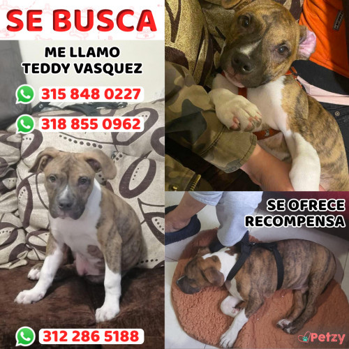Foto de mascota Teddy Vasquez 