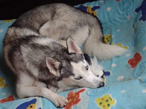 Kora