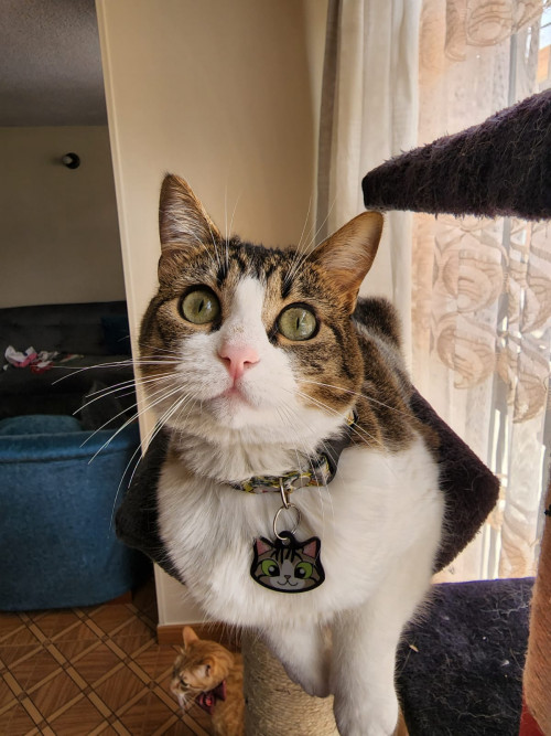 Nala