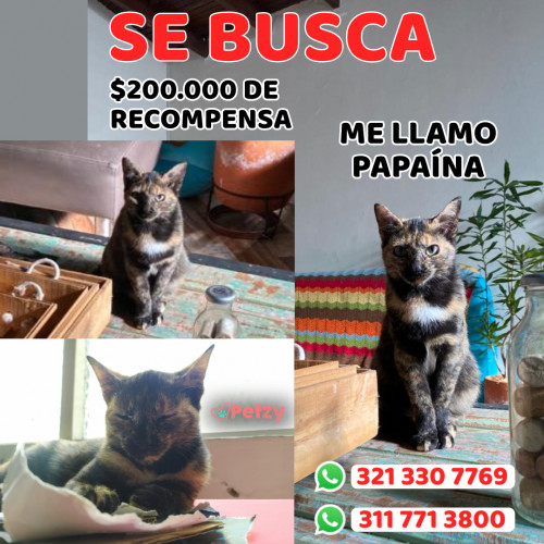 Foto de mascota Papaína 