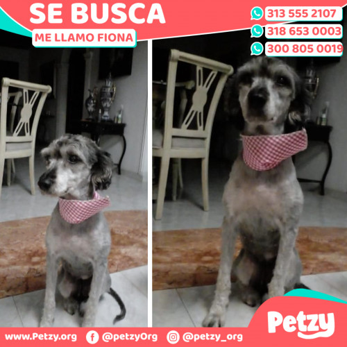 Foto de mascota Fiona