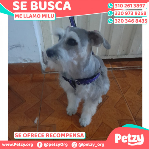 Foto de mascota Milu