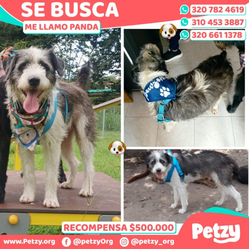 Foto de mascota Panda