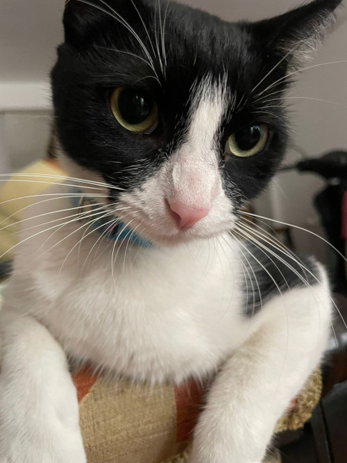 Kitty
