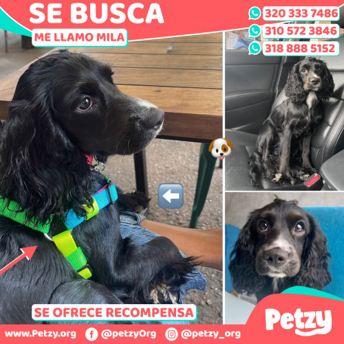 Foto de mascota Mila