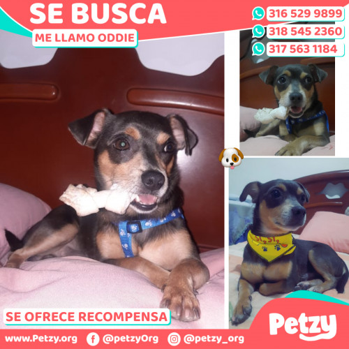 Foto de mascota Oddie