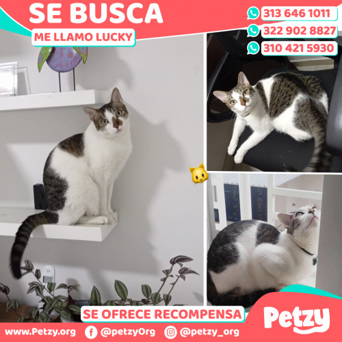 Banner de Lucky