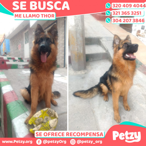 Foto de mascota Thor