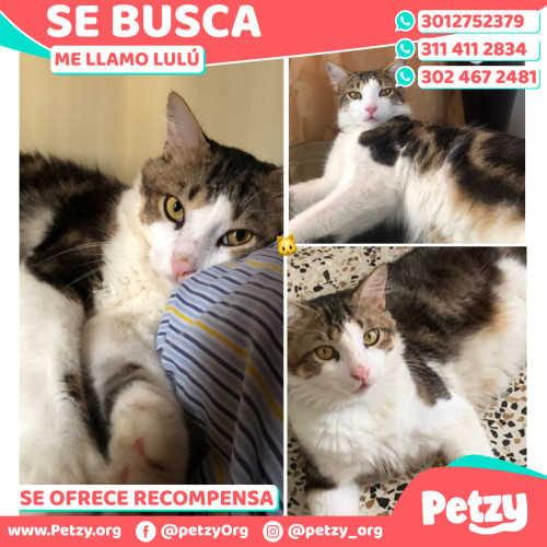 Banner de Lulú