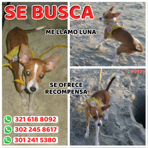 Foto de mascota Luna 