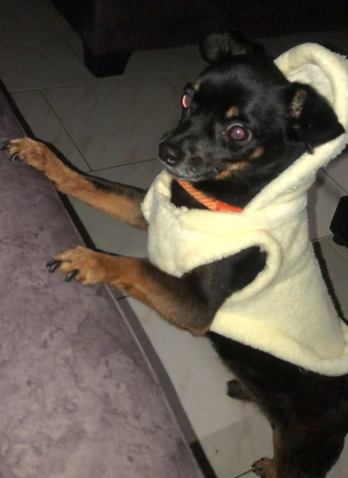 Toby
