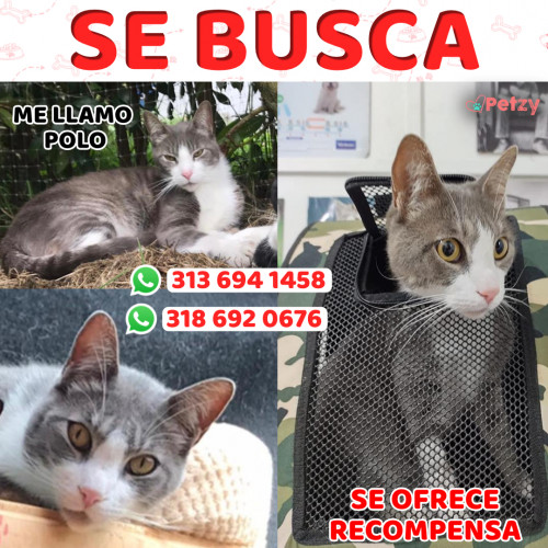 Foto de mascota Polo