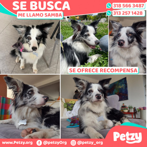 Foto de mascota Samba