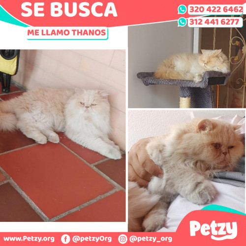 Foto de mascota Thanos