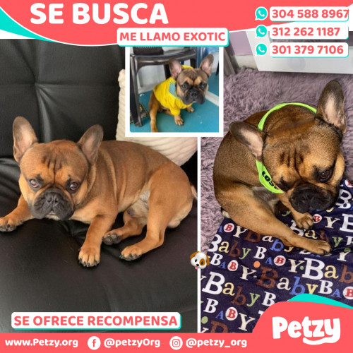 Foto de mascota Exotic