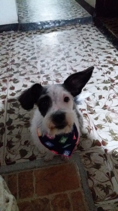 Peluche